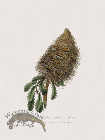 20 New Holland Caffowary